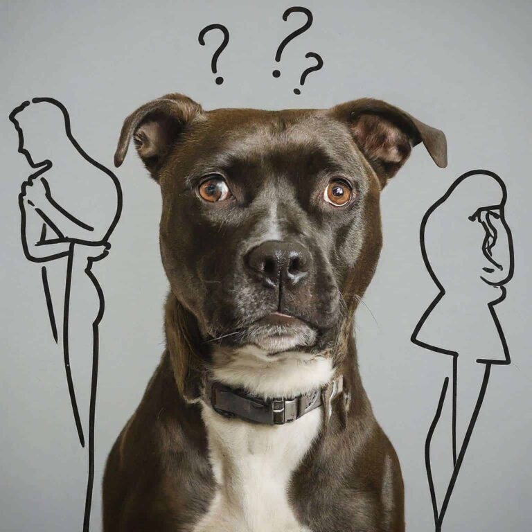 Dog looking puzzled between two outlined spouses, asking who gets the pet in a Minnesota divorce